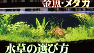 Thumbnail of post image 045